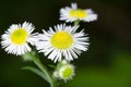 Daisy fleabane Royalty Free Stock Photo