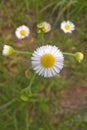 Daisy Fleabane Royalty Free Stock Photo