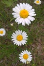 Daisy Fleabane Royalty Free Stock Photo