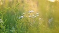 Daisy fleabane spraying by water