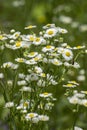 Daisy fleabane Stenactis annua Royalty Free Stock Photo