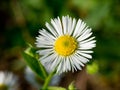Daisy fleabane (Stenactis annua) Royalty Free Stock Photo