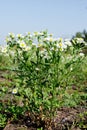 Daisy fleabane (Stenactis annua) Royalty Free Stock Photo