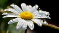 A daisy floating in a water droplet. AI Generative Royalty Free Stock Photo