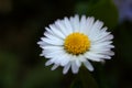 Daisy flover bloom in detail