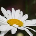 Daisy flower Royalty Free Stock Photo