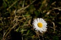 Daisy flower