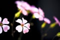 Daisy flower against blue sky,Shallow Dof. Royalty Free Stock Photo