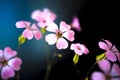 Daisy flower against blue sky,Shallow Dof. Royalty Free Stock Photo