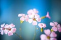 Daisy flower against blue sky,Shallow Dof. Royalty Free Stock Photo