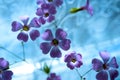 Daisy flower against blue sky,Shallow Dof. Royalty Free Stock Photo