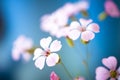 Daisy flower against blue sky,Shallow Dof. Royalty Free Stock Photo