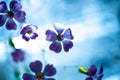 Daisy flower against blue sky,Shallow Dof. Royalty Free Stock Photo