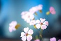 Daisy flower against blue sky,Shallow Dof. Royalty Free Stock Photo