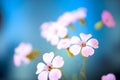 Daisy flower against blue sky,Shallow Dof. Royalty Free Stock Photo