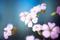 Daisy flower against blue sky,Shallow Dof. Royalty Free Stock Photo