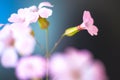 Daisy flower against blue sky,Shallow Dof. spring flowers Royalty Free Stock Photo