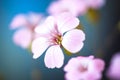 Daisy flower against blue sky,Shallow Dof. spring flowers Royalty Free Stock Photo