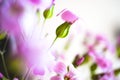 Daisy flower against blue sky,Shallow Dof. spring flowers Royalty Free Stock Photo