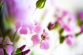 Daisy flower against blue sky,Shallow Dof. spring flowers Royalty Free Stock Photo