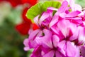 Daisy flower against blue sky,Shallow Dof. spring flowers Royalty Free Stock Photo