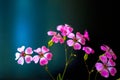 Daisy flower against blue sky,Shallow Dof. spring flowers Royalty Free Stock Photo