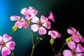 Daisy flower against blue sky,Shallow Dof. spring flowers Royalty Free Stock Photo