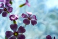 Daisy flower against blue sky,Shallow Dof. spring flowers Royalty Free Stock Photo