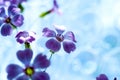 Daisy flower against blue sky,Shallow Dof. spring flowers Royalty Free Stock Photo