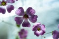 Daisy flower against blue sky,Shallow Dof. spring flowers Royalty Free Stock Photo
