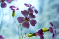 Daisy flower against blue sky,Shallow Dof. spring flowers Royalty Free Stock Photo