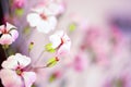 Daisy flower against blue sky,Shallow Dof. spring flowers Royalty Free Stock Photo