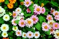 Daisy Flower background texture beautiful pink and white color in garden Royalty Free Stock Photo