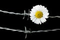 Daisy flower and barbed wire. Concept of suppression or war in contrast to caring, peace and hope Royalty Free Stock Photo