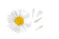 Daisy flower, Bellis perennis Royalty Free Stock Photo