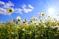 Daisy flower from below with blue sky