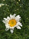Daisy Flower Bloom against Greenery