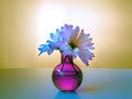 Daisy flower blossoms in a purple vase. Royalty Free Stock Photo