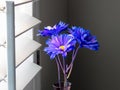 Daisy flower blossoms in a purple vase next to a window.. Royalty Free Stock Photo