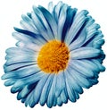 Daisy flower blue. Flower isolated on a white background. No shadows with clipping path. Close-up. Royalty Free Stock Photo