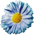 Daisy flower blue. Flower isolated on a white background. No shadows with clipping path. Close-up. Royalty Free Stock Photo