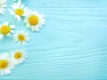 Daisy flower on blue wooden background spring composition frame Royalty Free Stock Photo