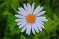 Daisy flower on a blurry green background, top view Royalty Free Stock Photo