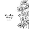 Daisy flower border drawing. Vector hand drawn engraved floral frame. Chamomile Royalty Free Stock Photo