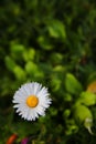 Blossoming daisy flower on a green blurred background. Royalty Free Stock Photo