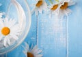 Daisy flower in a bowl on the blue background, top view. Royalty Free Stock Photo