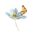 Daisy flower butterfly orange sketch a watercolor Royalty Free Stock Photo