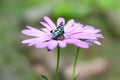 Daisy flower. Butterfly sitting on a purple garden camomile, close-up. Selective soft focus, blurred background with bokeh. Garden Royalty Free Stock Photo