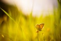 Daisy flower butterfly sunrise sunset toned photo selective focus Royalty Free Stock Photo