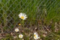 Daisy flower chain link fence - white petals, yellow center- metal fence grass blurred background Royalty Free Stock Photo